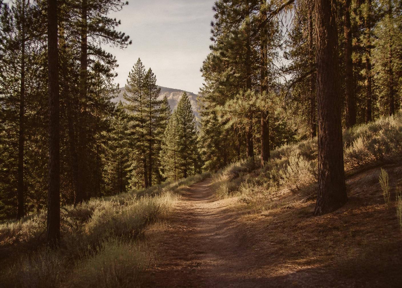 Quiet forest trail through Rocky Mountain pines